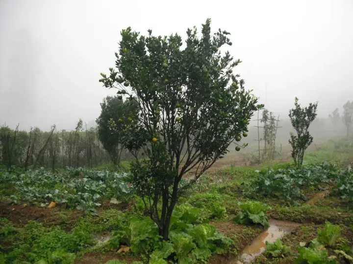 Government Orange and Vegetable Farm, Palakkad