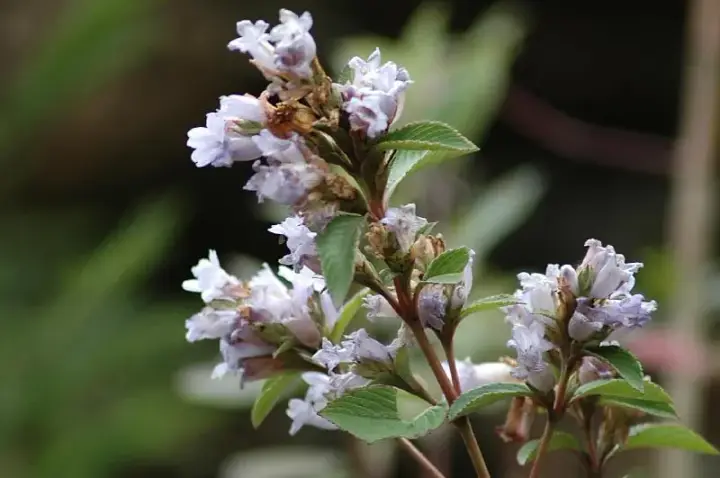 Kurinjimala Sanctuary trek, Idukki