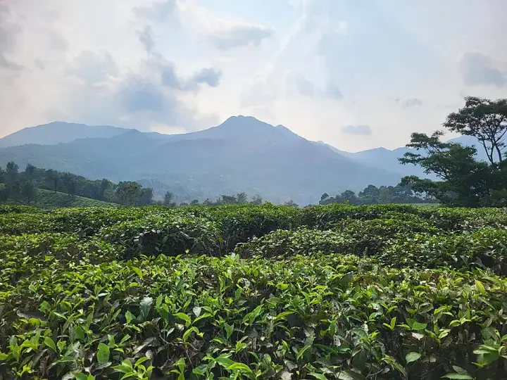 Achoor Tea Museum, Wayanad