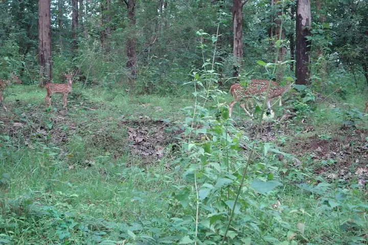 Tholpetty Wildlife Sanctuary, Wayanad