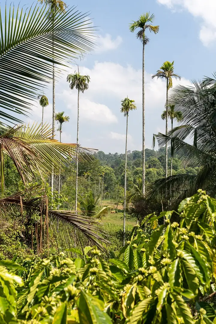 Coffee Plantations around Kalpetta, Wayanad