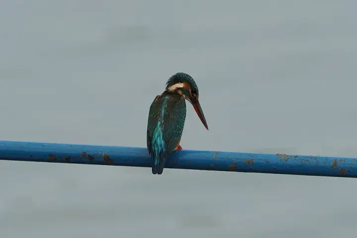 Kadalundi Bird Sanctuary, Malappuram