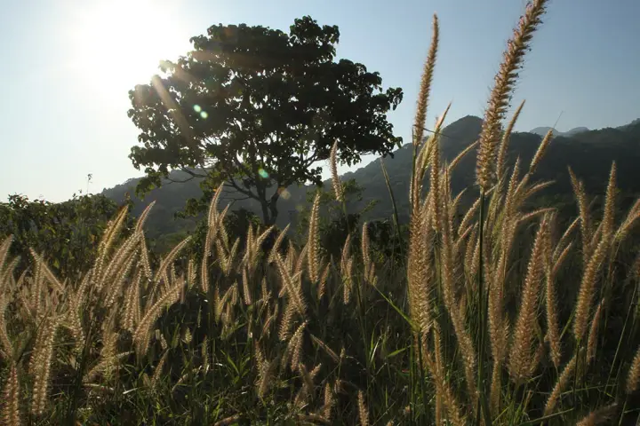 Silent Valley trekking, Palakkad