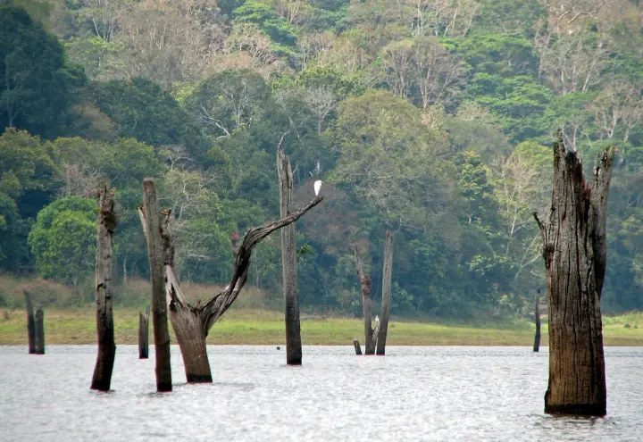 Thekkady / Periyar, Idukki