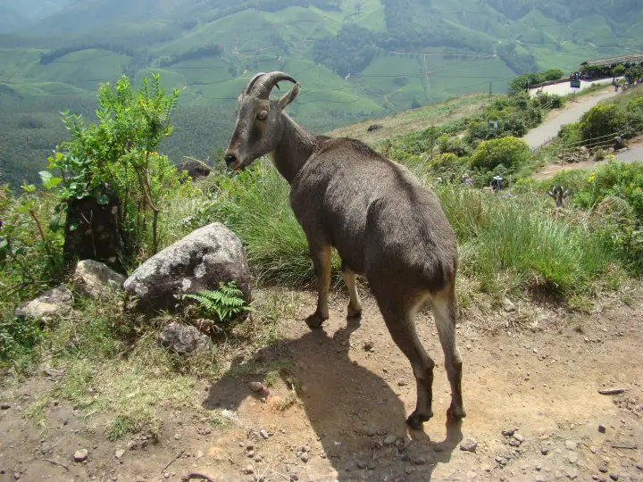Eravikulam National Park, Idukki