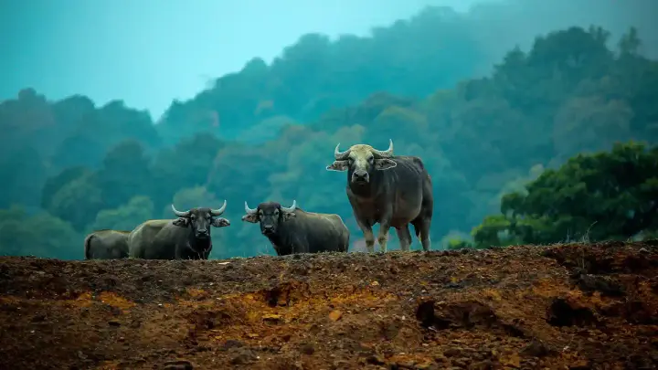 Idukki Wildlife Sanctuary, Idukki