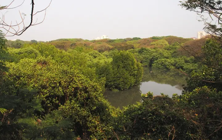 Mangalavanam Bird Sanctuary, Ernakulam