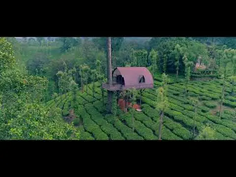 Small tree house surrounded by curved tea rows at Priyadarshini