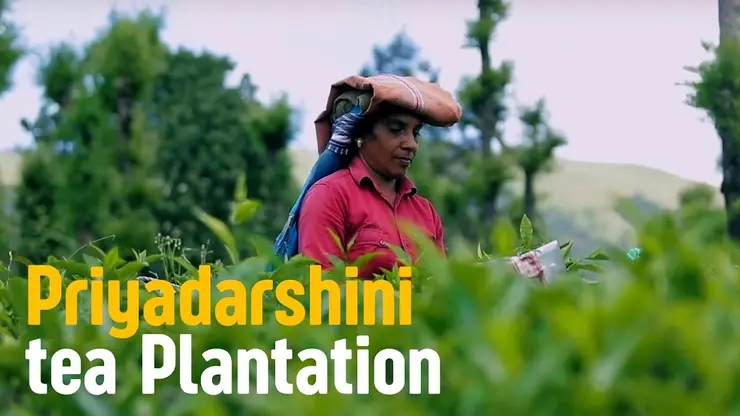 Tea worker in a red shirt harvesting among Priyadarshini tea bushes