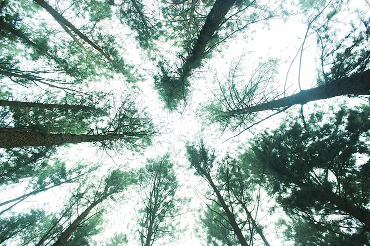 Pine branches converging around a bright overcast sky in Vagamon