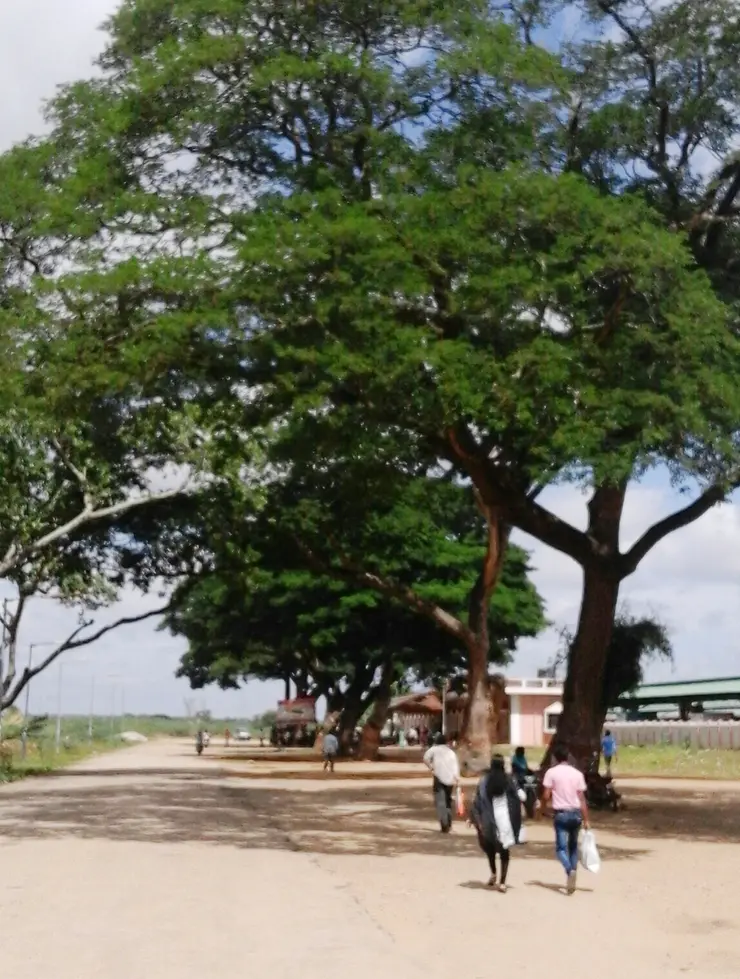 Trees and the station approach at Chamarajanagar railway station; this is not Chamarajapuram station in Mysuru.