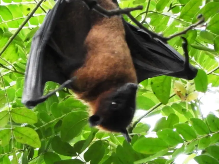 Flying fox in neighbouring Bugle Rock Park