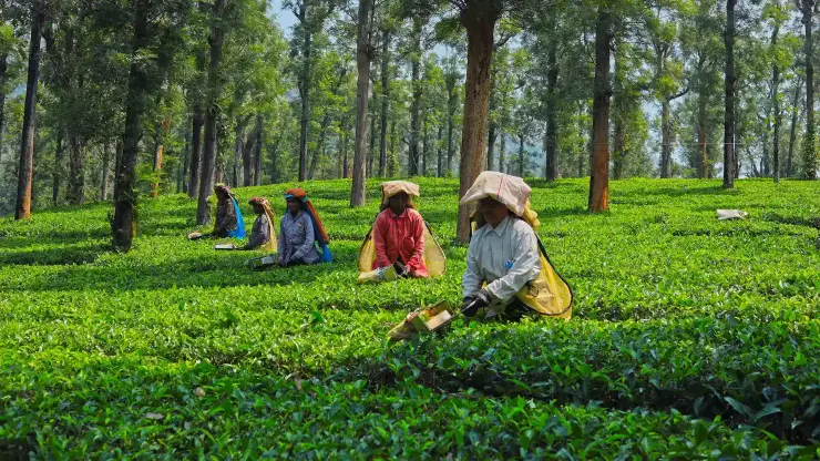 Five tea workers harvesting among waist-high rows beneath shade trees at Priyadarshini