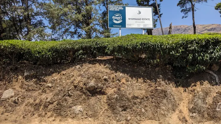 The Nyamakad Estate and KDHP board above planted tea on the northern Munnar approach.