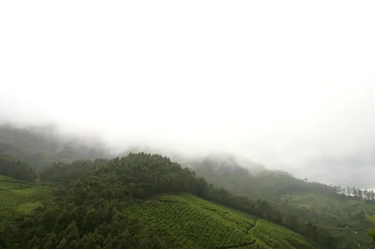 Tea-covered slopes fade into mist on the southern approach to the Nyamakad locality.