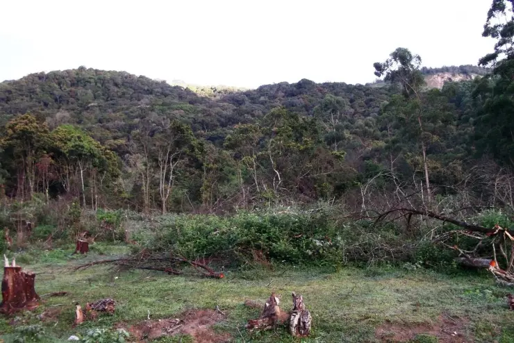 Cut stumps and low vegetation in a clearing below a densely wooded Pampadum hillside.
