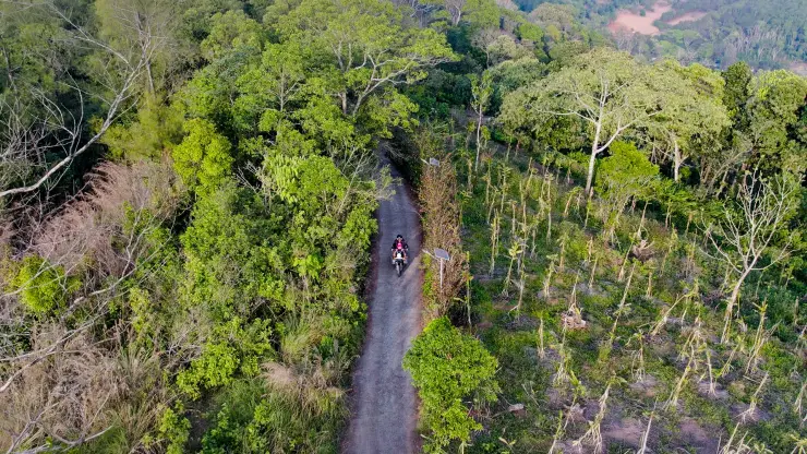 A narrow paved lane between tall trees and ordered planting at Murikkady, with a person and motorcycle.