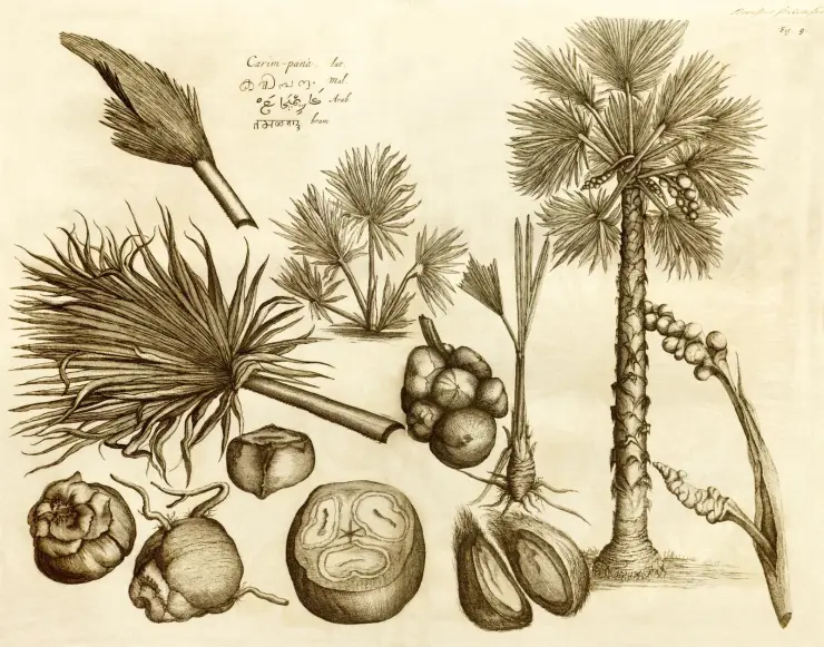 A 1678 Hortus Malabaricus engraving of the palmyra palm, with the plant name written in Latin, Malayalam, Arabic and Devanagari
