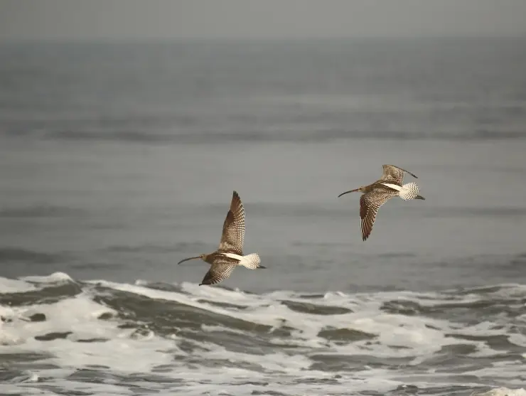 A Eurasian curlew in flight over Puthuvype Beach, Kochi