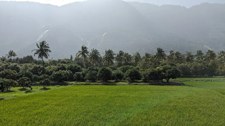 Wet paddy fields near Kollengode in Palakkad, with coconut palms and the low line of the Western Ghats behind