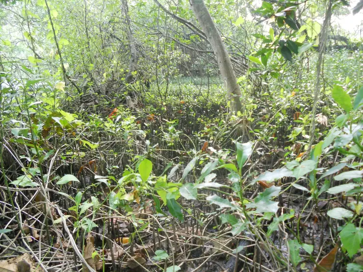 Mangroves at the Mangalavanam Bird Sanctuary, Kochi