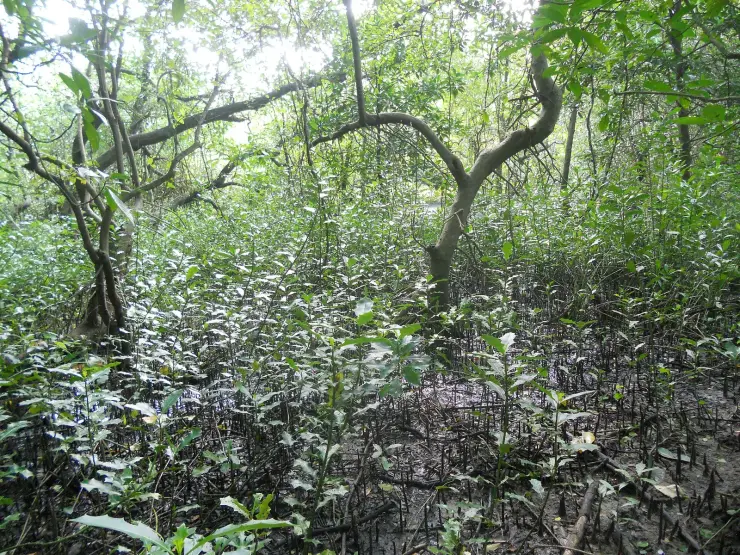 Mangrove at the Mangalavanam Bird Sanctuary, Kochi