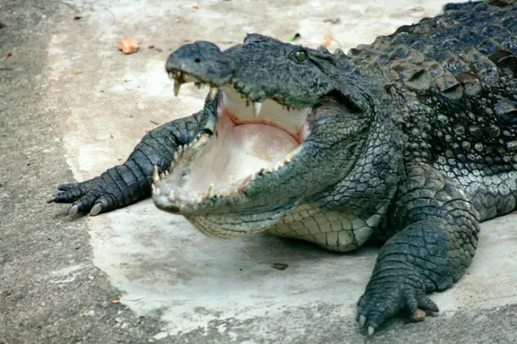 An adult mugger crocodile hauled out on bare concrete at the Peruvannamuzhi breeding centre, jaws held wide open.