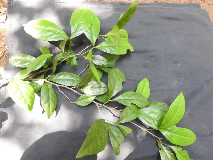 Cut branches of a broad-leaved evergreen tree laid out on dark cloth for identification, the glossy oval leaves arranged along two woody stems.