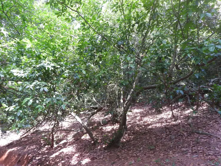 Open forest on the Rosemala valley floor: slender leaning trunks and low green canopy over bare red earth scattered with leaf litter, with the cut edge of a track across the bottom left of the frame.