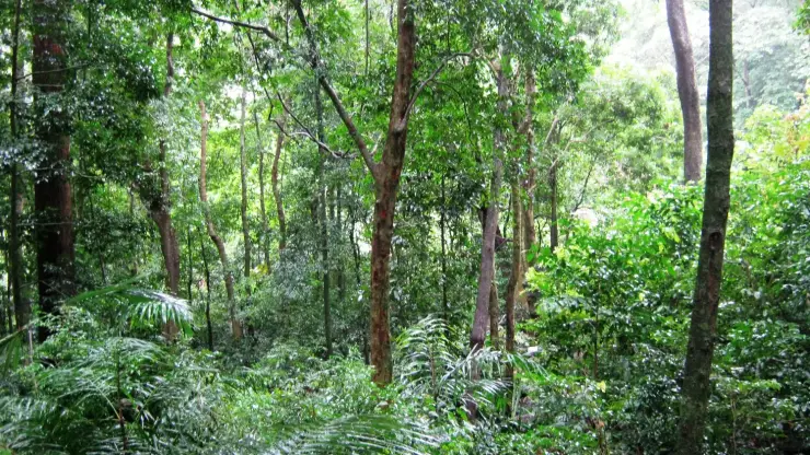 Dense wet evergreen forest in the Thenmala belt: tall slender tree trunks under a closed multi-layer canopy, with a thick understorey of reed and palm fronds in low green light.