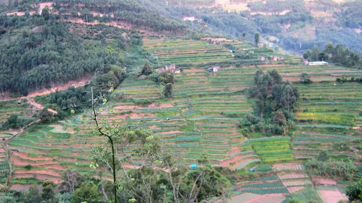 A whole hillside of contour-terraced fields above Vattavada, with eucalyptus plantation on the ridge behind and a dirt road crossing the slope
