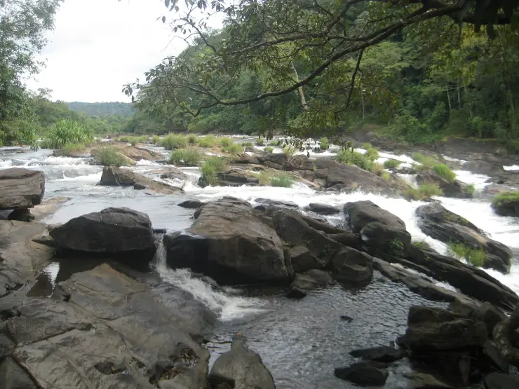 The Chalakudy river braiding over black rock at Vazhachal with forest crowding the banks