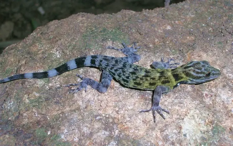 A boldly patterned day gecko with an olive-and-black marbled body and a black-and-white banded tail, splayed flat on a lichened rock at night in the Shendurney hills.