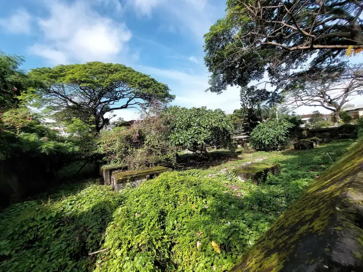 Flat, unornamented stone tombs overgrown with green creeper inside the walled Dutch Cemetery at Fort Kochi