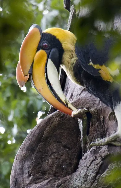 A great hornbill in Kerala
