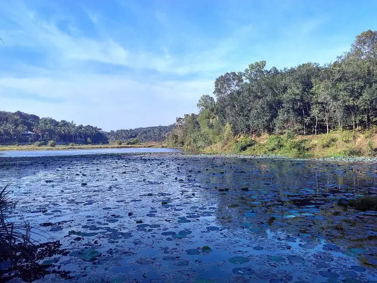 The still, lily-covered reach of the Karamana river impounded above Aruvikkara Dam
