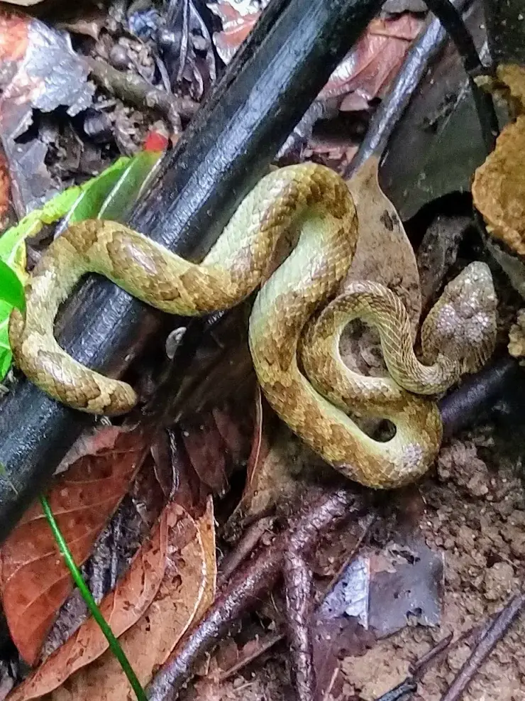 A yellow-brown Malabar pit viper coiled tightly on a fallen black palm frond among wet leaf litter on the forest floor of Shendurney Wildlife Sanctuary.