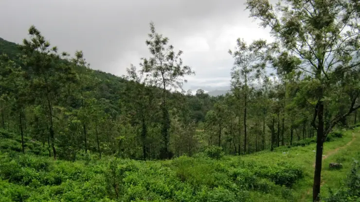Tea bushes and scattered shade trees on a green hillside below Ponmudi under a heavy grey sky