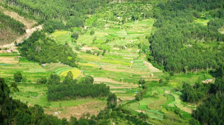 Stepped cultivation across the Vattavada highlands.