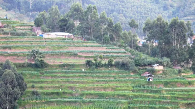 Cultivated slopes in the Vattavada highlands.