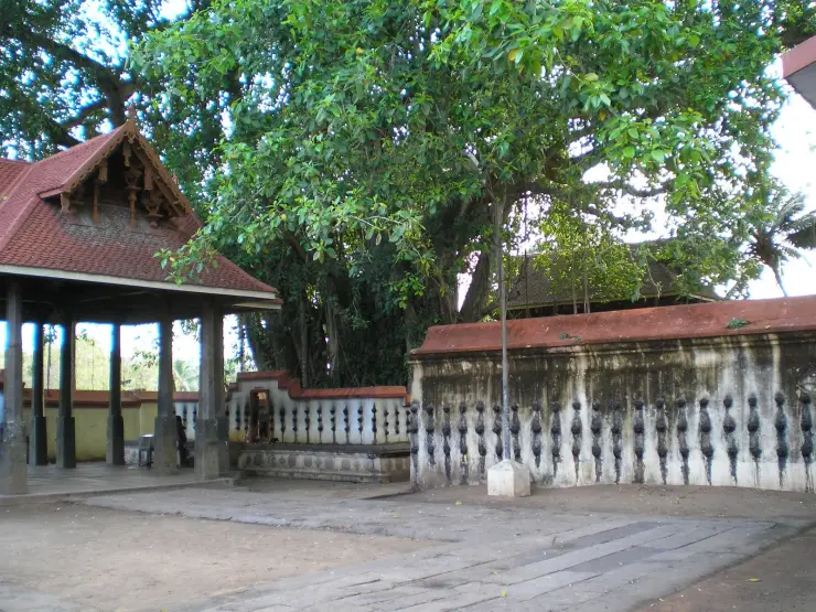 The mandapa and boundary wall of Janardanaswamy Temple, Varkala, under an old banyan