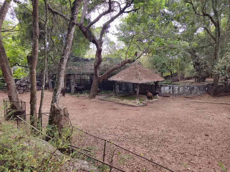 Gaur standing under a tiled shelter in a large earth-floored enclosure at Thiruvananthapuram Zoo, ringed by mature trees