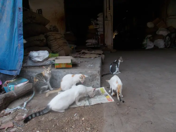 Cats outside a spice godown on Bazaar Road, Mattancherry, with stacked sacks behind them