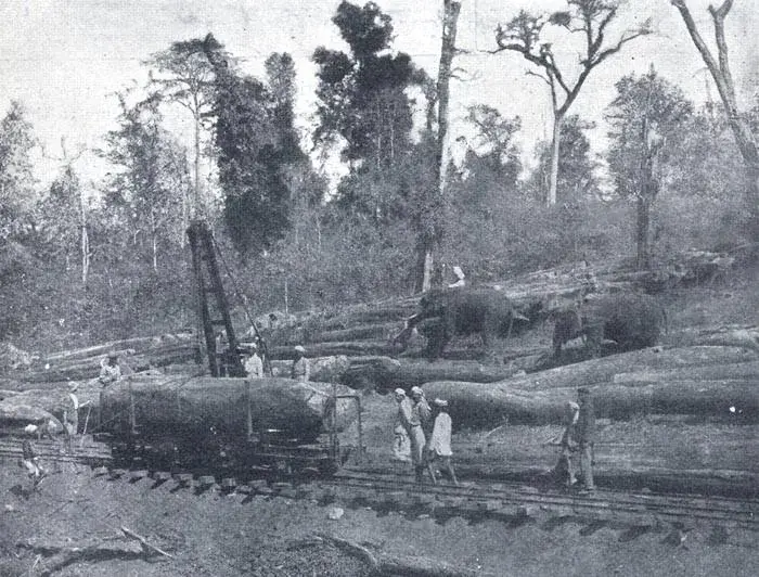 Elephants and workers loading felled logs onto flat wagons at a loading point on the Cochin State Forest Tramway