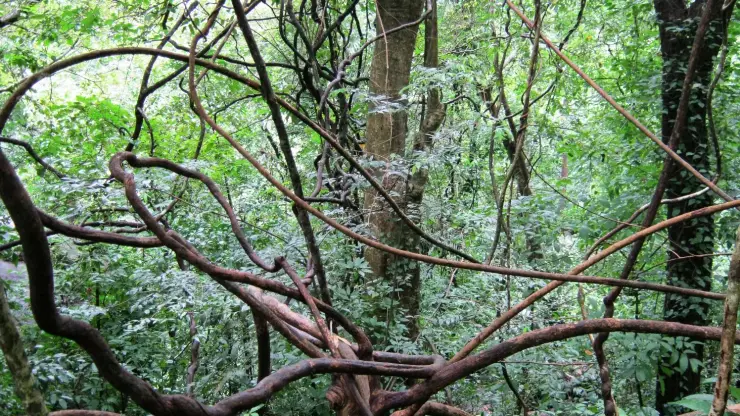 Heavy woody lianas looping and crossing through the whole frame of a dense wet evergreen forest, with slender trunks and thick green understorey behind them.