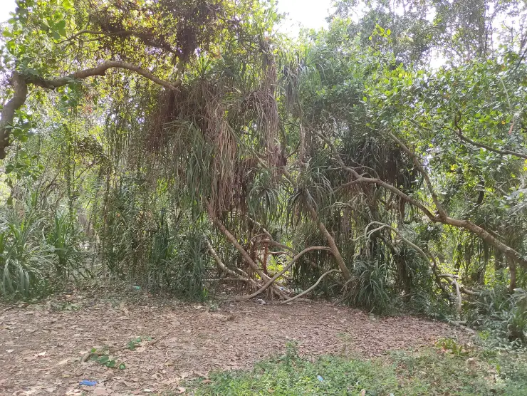A dense screwpine thicket with arching aerial roots on Pathiramanal island