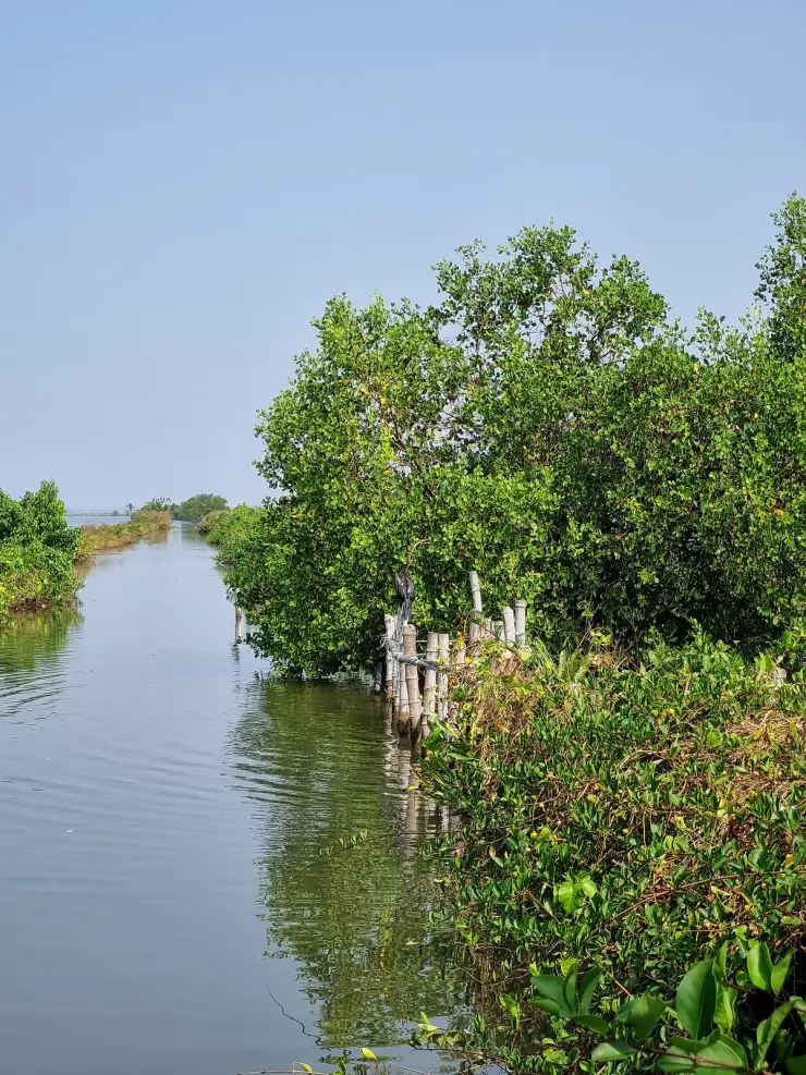 Backwater fishing scene at Kumbalangi, Kochi