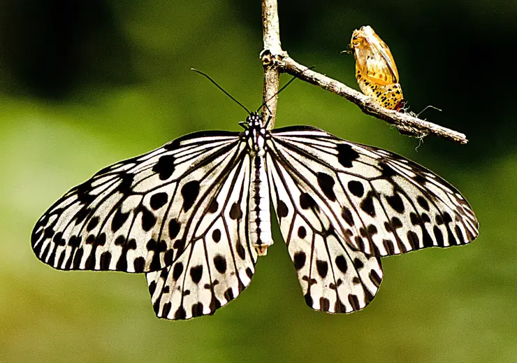 A Malabar tree nymph butterfly, black-spotted white wings fully spread, hanging beneath a twig at Kakkayam — with its own empty gold pupal case still attached to the twig beside it.
