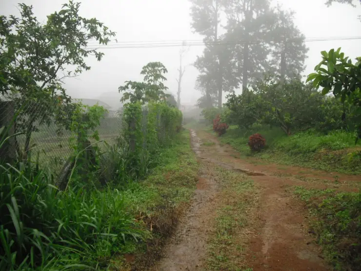 Where the Nelliyampathy oranges actually grow