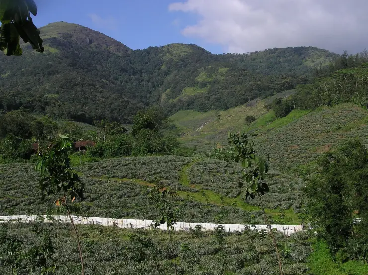 Rows of low pineapple plants covering the foreground and middle slopes at Ariyankavu, with a white boundary wall crossing the frame and steep tropical rainforest rising on the hills behind under a blue sky.